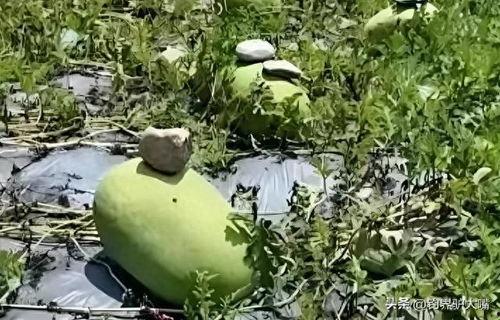 最新的瓜爆料的网红,网红新动态,揭秘背后惊人真相! 第3张 最新的瓜爆料的网红,网红新动态,揭秘背后惊人真相! 第3张